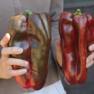 Pepper Dulce de Espaa Doux Espagne Spanish Mamm 90 zaden (0.5 g)