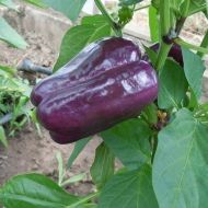 Pepper - Tequila F1 7 seeds