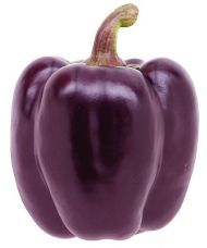 Pepper - Tequila F1 7 seeds