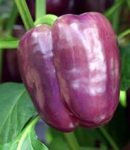 Pepper - Tequila F1 7 seeds