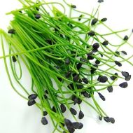 Onion - Chinese herbaceous - 750 seeds, 2.5 g.