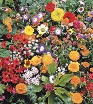 JAPANS BLOEMENGAZON voor 5-10 m2 (10 g)