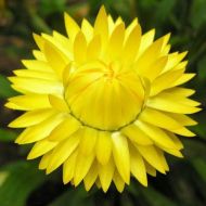 Helichrysum bracteatum Lemon-Yellow ± 2800 zaden (2 g)