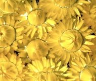 Helichrysum bracteatum Lemon-Yellow ± 2800 zaden (2 g)