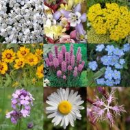 HEDGEROW and VERGES for 5 m2 (2 g)
