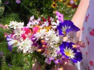 BLOEMBAKBLOEMENWEIDE Dwarf Annual Wildflowers 5-10 m2 (10 g)