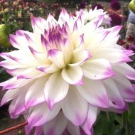 Decorative Dahlia bulb, variety 