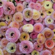 RANUNCULUS asiaticus Pastel Mix 10 klauwtjes