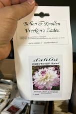 Decorative Dahlia bulb, variety 
