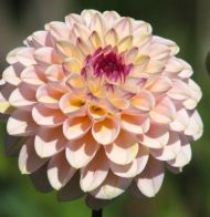 Decorative Dahlia bulb, 