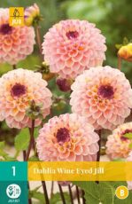 Decorative Dahlia bulb, 