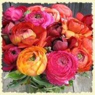 RANUNCULUS asiaticus (Paeony-flowered) Mix 10 knollen