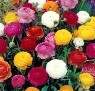 RANUNCULUS asiaticus (Paeony-flowered) Mix 10 knollen