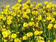RANUNCULUS asiaticus (Paeony-flowered) Yellow 10 knollen