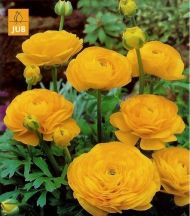 RANUNCULUS asiaticus (Paeony-flowered) Yellow 10 knollen
