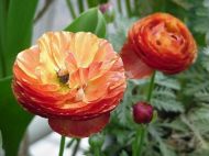 RANUNCULUS asiaticus (Paeony-flowered) Orange 10 knollen