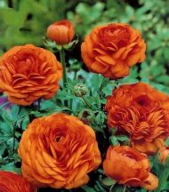 RANUNCULUS asiaticus (Paeony-flowered) Orange 10 knollen