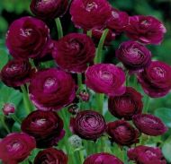 RANUNCULUS asiaticus (Paeony-flowered) Purple 10 knollen