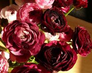 RANUNCULUS asiaticus (Paeony-flowered) Purple 10 knollen