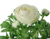 RANUNCULUS asiaticus (Paeony-flowered) White 10 knollen