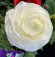 Bulbi de Ranunculus alb / Cocoș asiatic (Ranunculus asiaticus) - 10 buc.