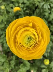 Yellow Ranunculus bulbs (Ranunculus asiaticus) - 10 pcs.