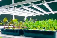 Lux-Rooting TL LED 12W 60cm 6500K 2.7μmol - Lampă de creștere LED (fără cablu de alimentare)