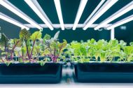Lux-Rooting TL LED 24W 120cm 6500K 2.7μmol - Lampă de creștere LED (fără cablu de alimentare)