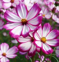 Cosmos bipinnatus "Picotee" seeds - 300 pcs (2 g)