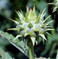 Semințe de cardon (Anghinare țepoasă) soiul "Ivory" (Cynara cardunculus) - 100-125 buc. (5 g)