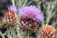 Semințe de cardon (Anghinare țepoasă) soiul "Ivory" (Cynara cardunculus) - 100-125 buc. (5 g)