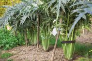 Semințe de cardon (Anghinare țepoasă) soiul "Ivory" (Cynara cardunculus) - 100-125 buc. (5 g)