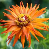 Semințe de cactus Zinnia portocaliu gigant (Zinnia elegans Aztec Orange) - 300 buc. (3 g)