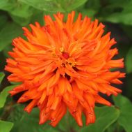 Semințe de cactus Zinnia portocaliu gigant (Zinnia elegans Aztec Orange) - 300 buc. (3 g)