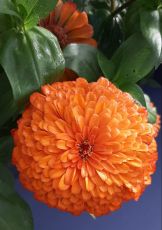 Semințe de cactus Zinnia portocaliu gigant (Zinnia elegans Aztec Orange) - 300 buc. (3 g)