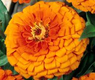 Semințe de cactus Zinnia portocaliu gigant (Zinnia elegans Aztec Orange) - 300 buc. (3 g)