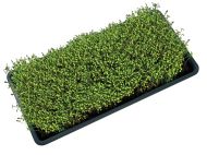 Tavă de creștere Garland Micro Greens cu găuri - tavă cu găuri pentru micro-plante, 56 x 28 x 3 cm