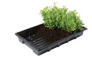 Tavă de semințe Garland Professional - tavă pentru germinarea semințelor și răsadurilor, 37 x 23,5 x 6 cm (cu găuri)
