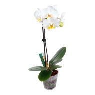 GT Orchid Focus Drip Feeders 38ml