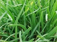 Semințe de usturoi (Allium tuberosum) - 750 buc. (2,5 g)