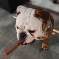 Puff Palz Doggie Doob – jucărie pentru câini din cauciuc natural maro