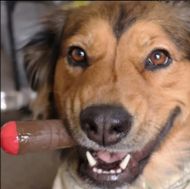 Puff Palz Doggie Doob – jucărie pentru câini din cauciuc natural maro