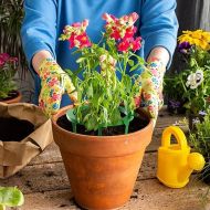 Inel de irigare pentru o distribuție uniformă a apei la rădăcină