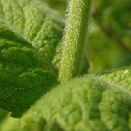 Semințe de mentă și măr - Mentha rotundifolia - 500 bucăți