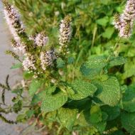Semințe de mentă și măr - Mentha rotundifolia - 500 bucăți