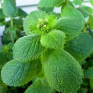 Semințe de mentă și măr - Mentha rotundifolia - 500 bucăți