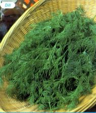 Dill Seeds - Tetradill - 4500 pieces - 5g.