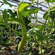 Semințe de pepene galben și castravete "Tortarello Abruzzo" (PEPENE GALBEN CASTRAVETE) 100 bucăți