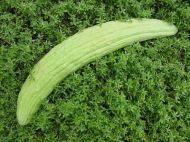 Semințe de pepene galben și castravete "Tortarello Abruzzo" (PEPENE GALBEN CASTRAVETE) 100 bucăți