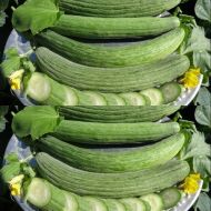 Semințe de pepene galben și castravete "Tortarello Abruzzo" (PEPENE GALBEN CASTRAVETE) 100 bucăți